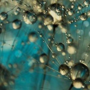 Meet your Posher, Wendy